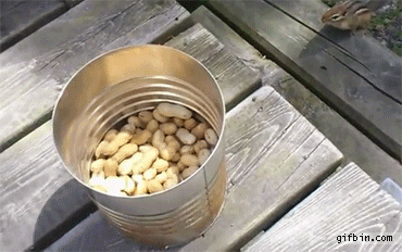 A squirrel get trapped by a tin of nuts
