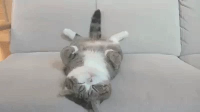 cat cute cat tail nap napping GIF
