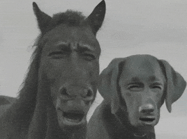 Cachorro GIF