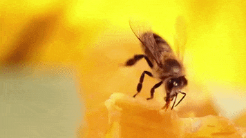 natgeowild bee nat geo wild honeybee GIF