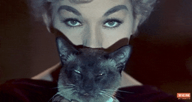 Black Cat GIF by Turner Classic Movies
