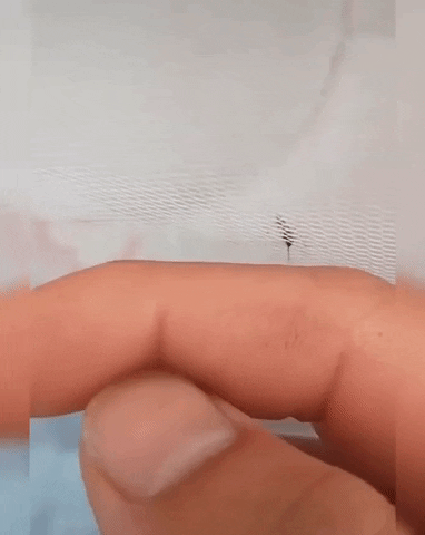giphy.gif