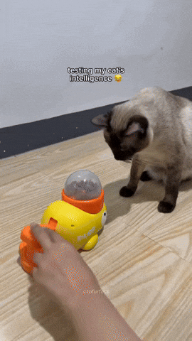 Cat GIF