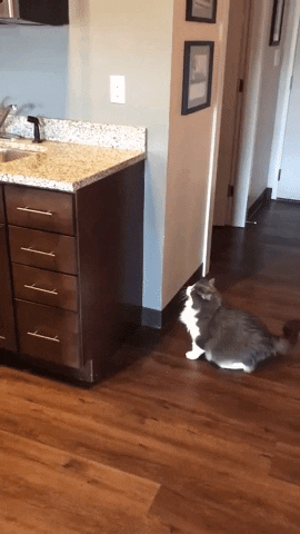 Cat Fail GIF by MOODMAN - Find & Share on GIPHY