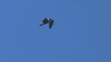 Flying Peregrine Falcon GIF by PBS Digital Studios