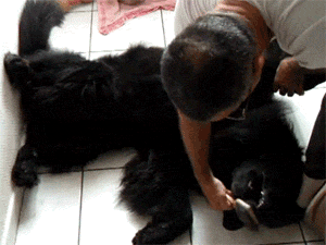 Dog Grooming GIF - Find & Share on GIPHY