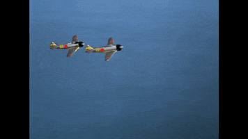 Black Sheep GIF