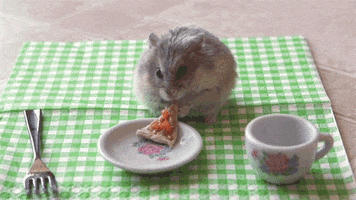 Wildlife gif. On top of a green gingham napkin, a gray hamster eats a tiny slice of pizza from a teacup saucer.