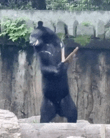 Bear Nunchucks GIF