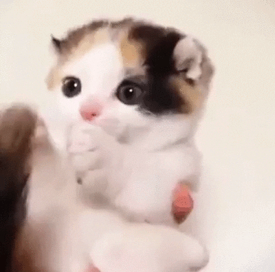 Image result for fluffy kitten gif