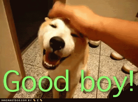 Good Boy GIF by memecandy - Find & Share on GIPHY