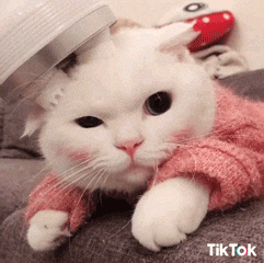 giphy.gif?cid=ecf05e47eynfkyyu7av0r4r9ir