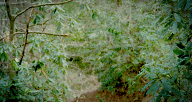 Steel City Media GIF