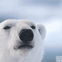 Polar-bear GIFs - Get the best GIF on GIPHY