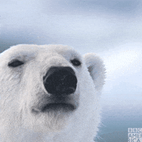 Polar-bear GIFs - Get the best GIF on GIPHY Polar-bear GIFs - Get the best GIF on GIPHY