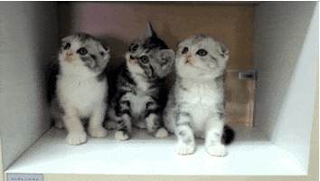 baby cats GIF