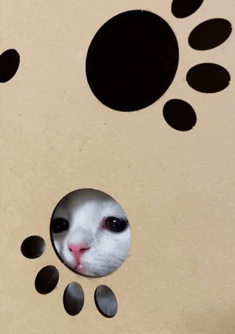 Cat See GIF
