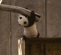 Baby Pandas Gifs Get The Best Gif On Giphy Baby Pandas Gifs Get The Best Gif On Giphy