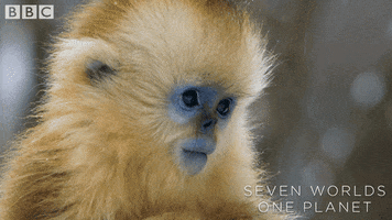 Baby Monkey Wow GIF by BBC Earth