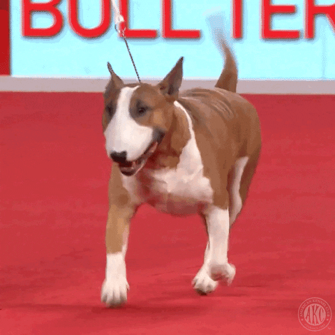 Dog Show Running GIF by American Kennel Club