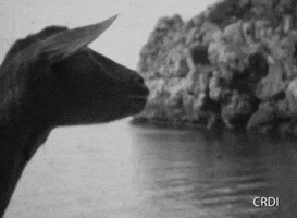Goat GIF by CRDI. Ajuntament de Girona