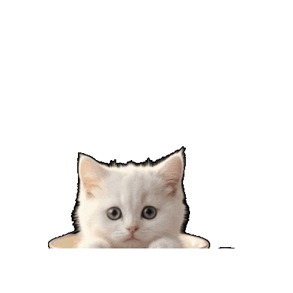 Cat Momo Sticker