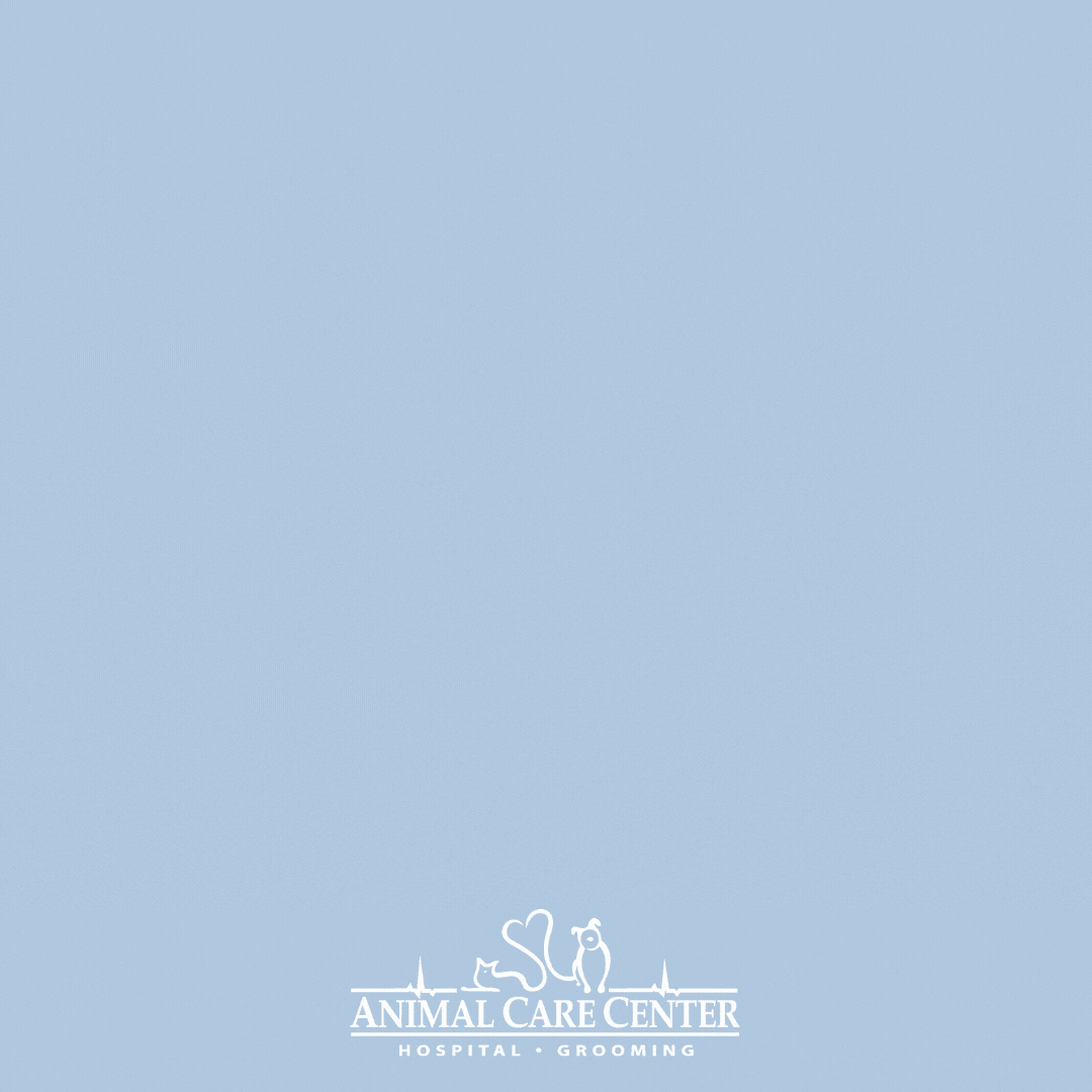 Animal care center gifs on giphy be animated