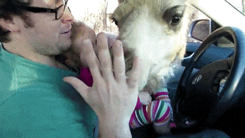camel looking GIF by Digg