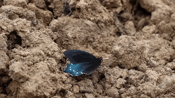 Butterfly Wildlife GIF by JC Property Professionals