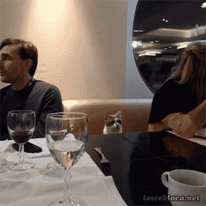 Dinner Party Cat GIF