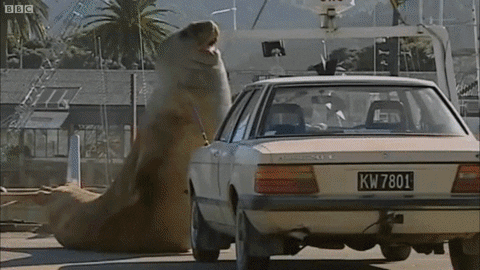 dugong GIF