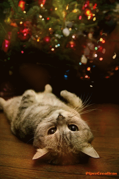 Pipercreations Christmas Holidays Cat Tree Bulbs Sparkle Joy Art GIF