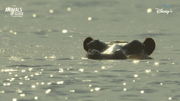 Nat Geo Water GIF by National Geographic Channel