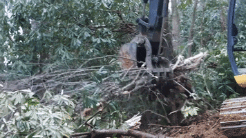 Trees Grading GIF by JC Property Professionals