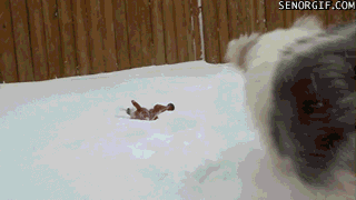 snow memes seor sheepdog GIF