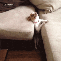 Featured image of post View 18 Chihuahua Gif Funny