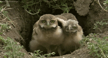 burrowing owl GIF by Head Like an Orange