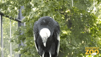 Fly Wings GIF by Brookfield Zoo