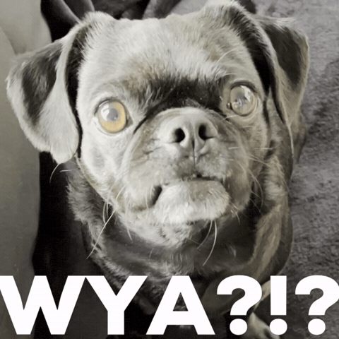 Where Are You Dog GIF