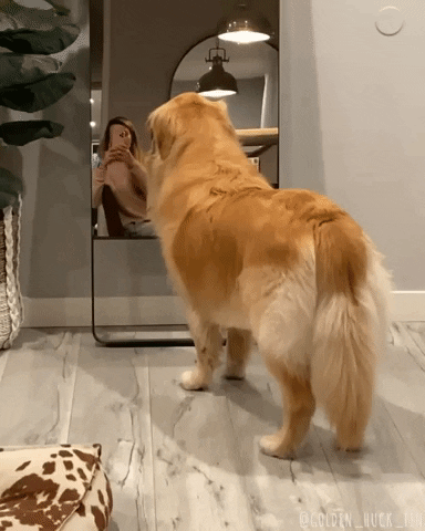 I See You Mirror GIF