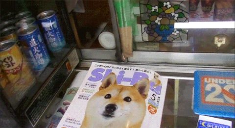 shiba GIF