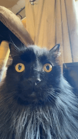 Purkeycat GIF