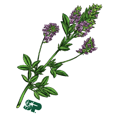 Sticker by Standard Process