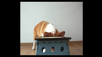 200.gif?cid=fc005b08da59a42407c40e94a43055c1d0d704de861085ac&rid=200.gif&ct=g