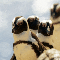 200.gif?cid=fc005b083bf4a29c1ab5c45fd71ba5411e6688b4ea17ae32&rid=200.gif&ct=g