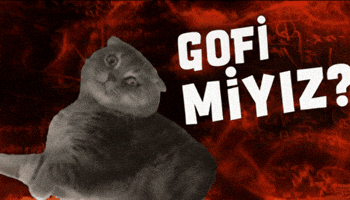 Gofi GIF