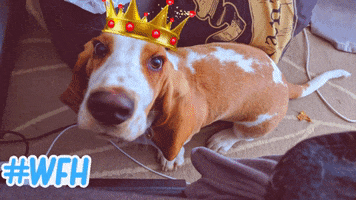 Dog GIF
