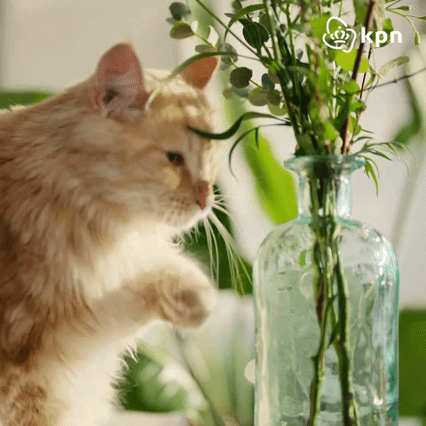 Small Business Cat GIF by KPN