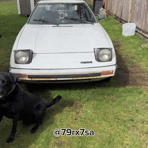 Black Lab Dog GIF