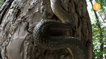 Snake Sliding GIF by CuriosityStream